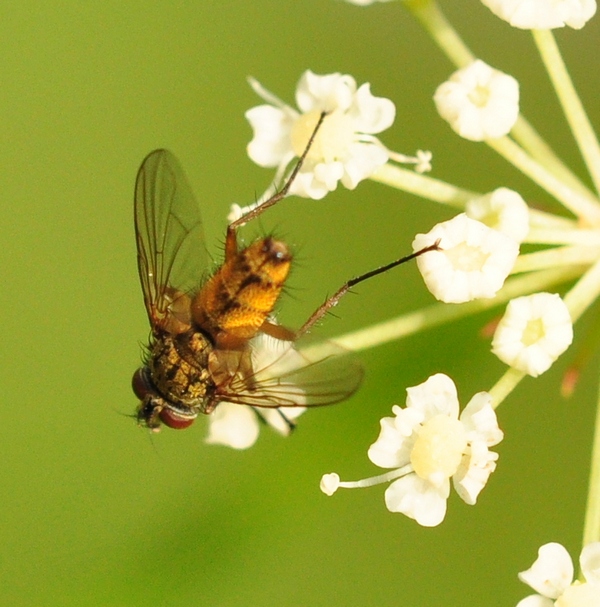 Diptera da Id.